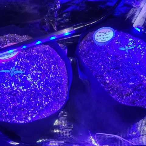 Auto NYC Diesel growlog timeline photo