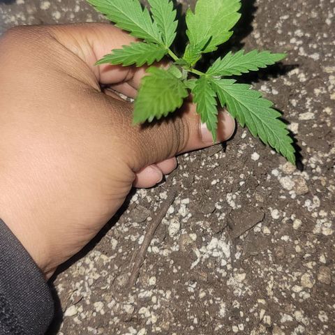 Auto NYC Diesel growlog timeline photo