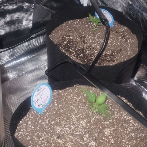Auto NYC Diesel growlog timeline photo