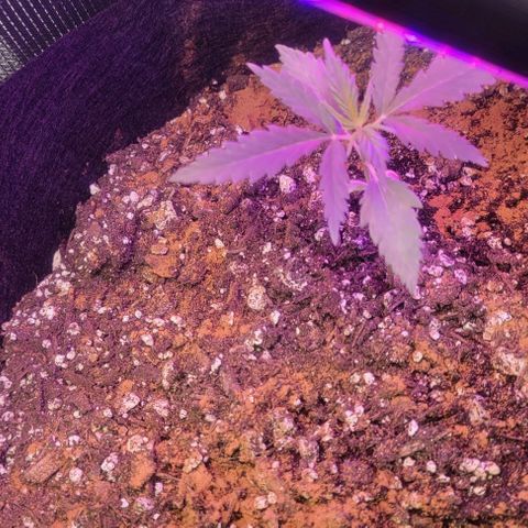 Auto NYC Diesel growlog timeline photo