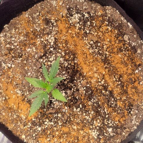 Auto NYC Diesel growlog timeline photo