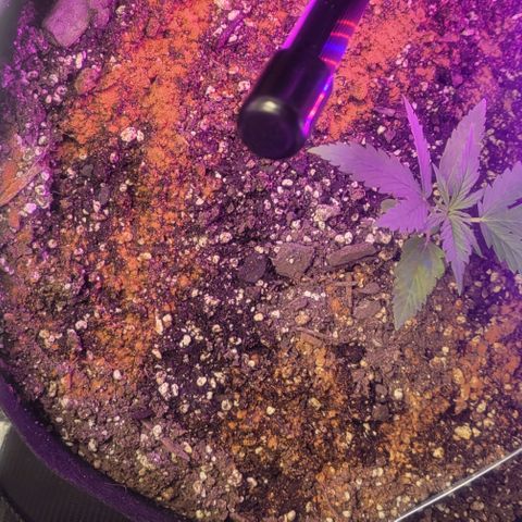 Auto NYC Diesel growlog timeline photo