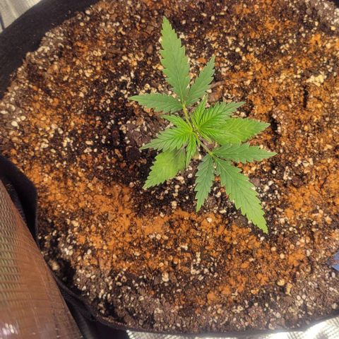 Auto NYC Diesel growlog timeline photo