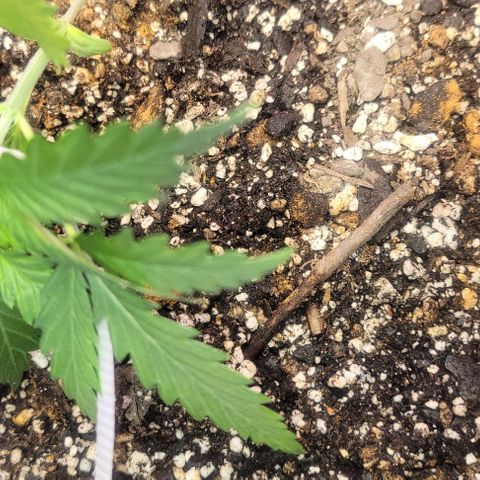 Auto NYC Diesel growlog photo: LST on the bigger one. 