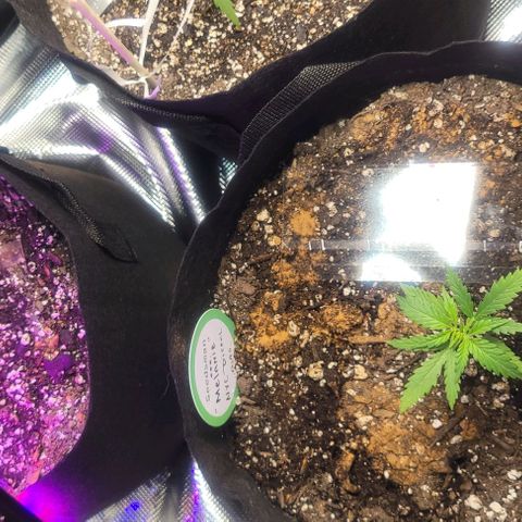 Auto NYC Diesel growlog photo: LST on the bigger one. 
