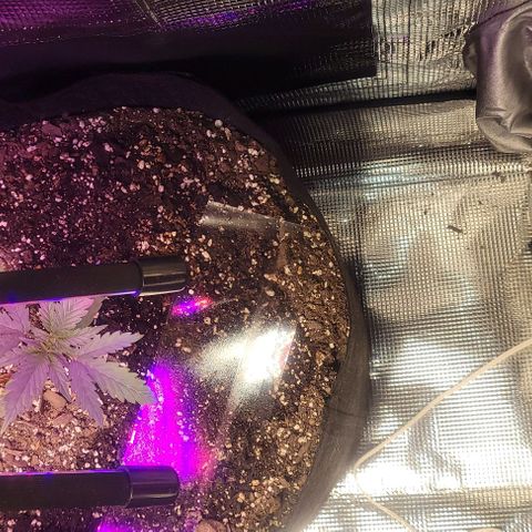Auto NYC Diesel growlog photo: LST on the bigger one. 