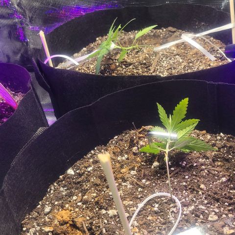 Auto NYC Diesel growlog photo: Lst 