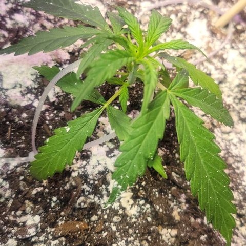 Auto NYC Diesel growlog photo: Amy is thriving Melanie and bethanie not too far behind, worried about Lucy,got two leaves brownish leaves