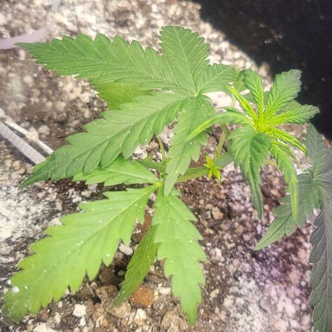 Auto NYC Diesel growlog photo: Amy is thriving Melanie and bethanie not too far behind, worried about Lucy,got two leaves brownish leaves
