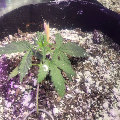 Auto NYC Diesel growlog photo: Amy is thriving Melanie and bethanie not too far behind, worried about Lucy,got two leaves brownish leaves