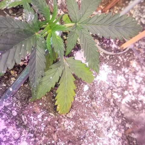 Auto NYC Diesel growlog photo: Amy is thriving Melanie and bethanie not too far behind, worried about Lucy,got two leaves brownish leaves