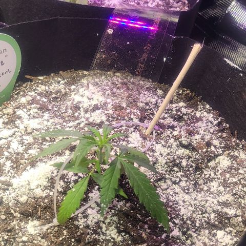 Auto NYC Diesel growlog photo: Amy is thriving Melanie and bethanie not too far behind, worried about Lucy,got two leaves brownish leaves