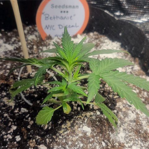Auto NYC Diesel growlog photo: Bounced back had some troubles, clipped leaves off Lucy nodes are much bigger, watered them today added a second light.