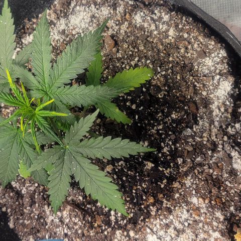 Auto NYC Diesel growlog photo: Bounced back had some troubles, clipped leaves off Lucy nodes are much bigger, watered them today added a second light.