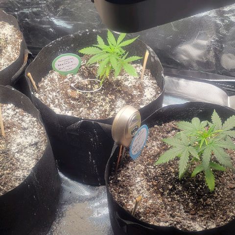 Auto NYC Diesel growlog photo: Bounced back had some troubles, clipped leaves off Lucy nodes are much bigger, watered them today added a second light.