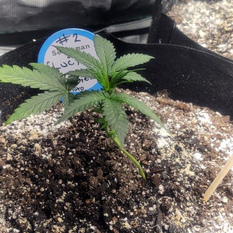Auto NYC Diesel growlog photo: Bounced back had some troubles, clipped leaves off Lucy nodes are much bigger, watered them today added a second light.