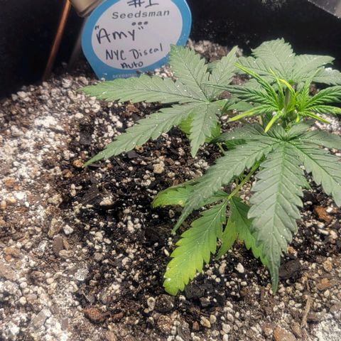 Auto NYC Diesel growlog photo: Bounced back had some troubles, clipped leaves off Lucy nodes are much bigger, watered them today added a second light.
