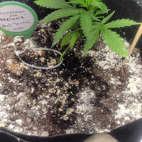 Auto NYC Diesel growlog photo: Bounced back had some troubles, clipped leaves off Lucy nodes are much bigger, watered them today added a second light.