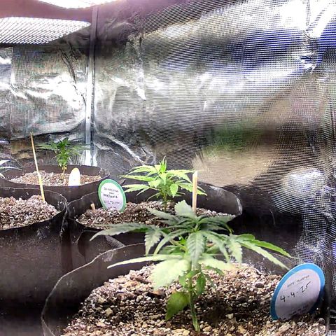 Auto NYC Diesel growlog timeline photo
