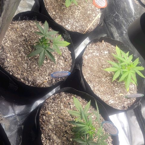 Auto NYC Diesel growlog timeline photo