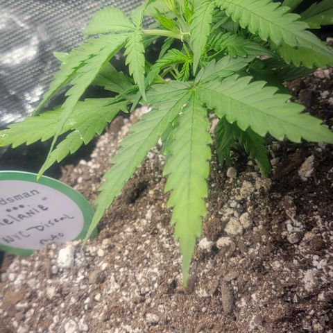 Auto NYC Diesel growlog timeline photo