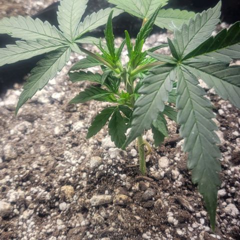 Auto NYC Diesel growlog timeline photo