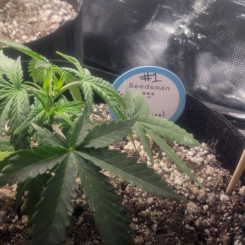 Auto NYC Diesel growlog timeline photo