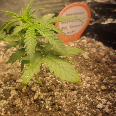 Auto NYC Diesel growlog timeline photo