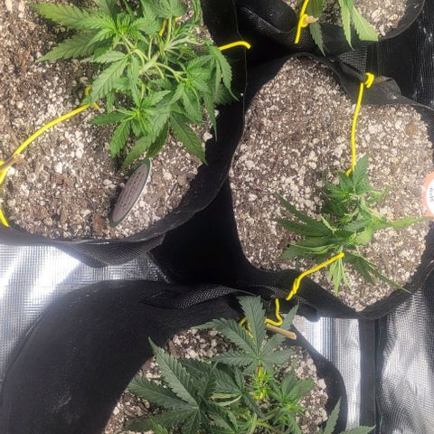 Auto NYC Diesel growlog timeline photo
