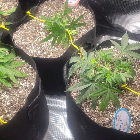 Auto NYC Diesel growlog timeline photo