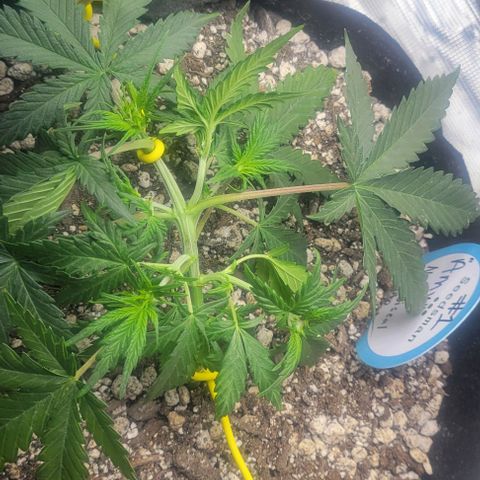 Auto NYC Diesel growlog timeline photo