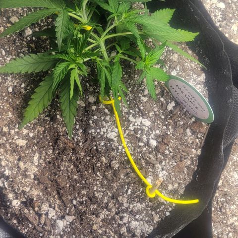 Auto NYC Diesel growlog timeline photo