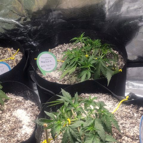 Auto NYC Diesel growlog timeline photo