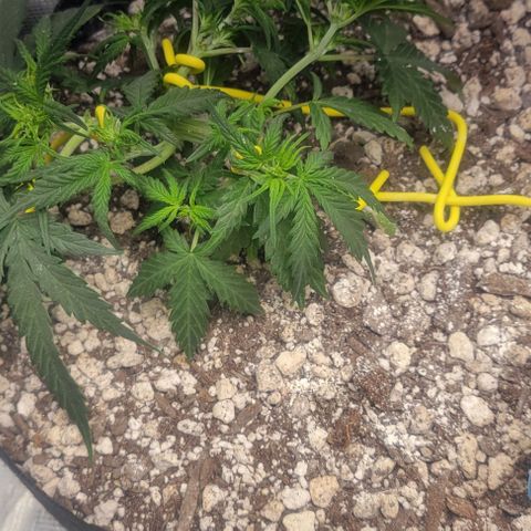 Auto NYC Diesel growlog timeline photo