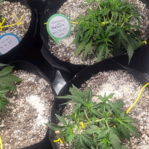 Auto NYC Diesel growlog timeline photo