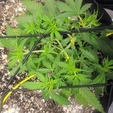 Auto NYC Diesel growlog photo: So google says these girls are showing some maturity!