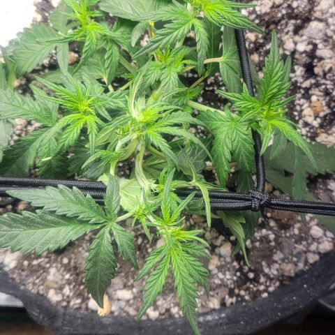 Auto NYC Diesel growlog photo: So google says these girls are showing some maturity!