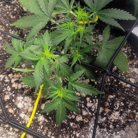 Auto NYC Diesel growlog photo: So google says these girls are showing some maturity!