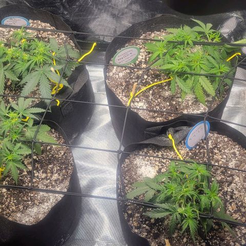 Auto NYC Diesel growlog photo: So google says these girls are showing some maturity!