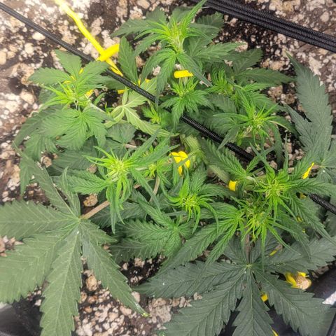 Auto NYC Diesel growlog photo: So google says these girls are showing some maturity!