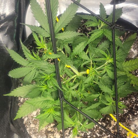 Auto NYC Diesel growlog timeline photo