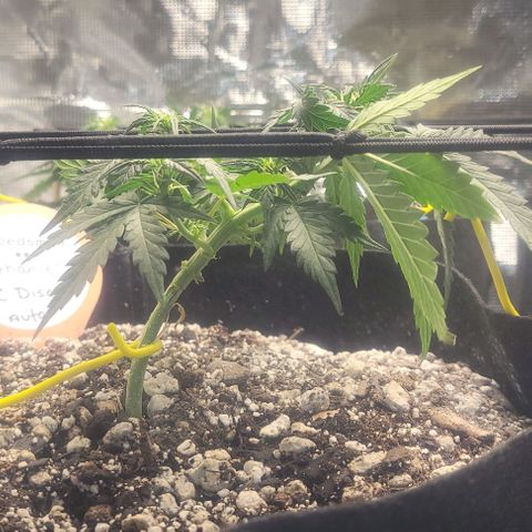 Auto NYC Diesel growlog timeline photo