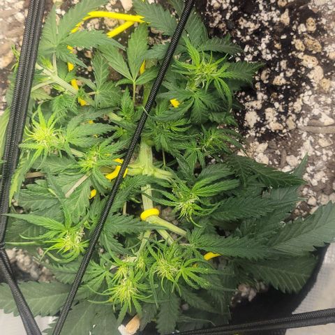 Auto NYC Diesel growlog timeline photo