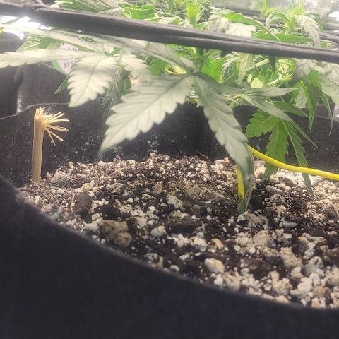 Auto NYC Diesel growlog timeline photo