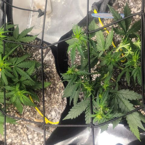 Auto NYC Diesel growlog photo: Light defolation,  water tomorrow. 