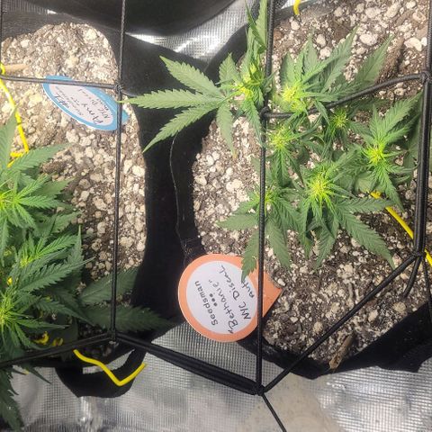 Auto NYC Diesel growlog photo: Light defolation,  water tomorrow. 