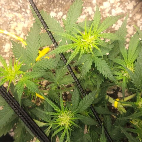 Auto NYC Diesel growlog photo: Light defolation,  water tomorrow. 