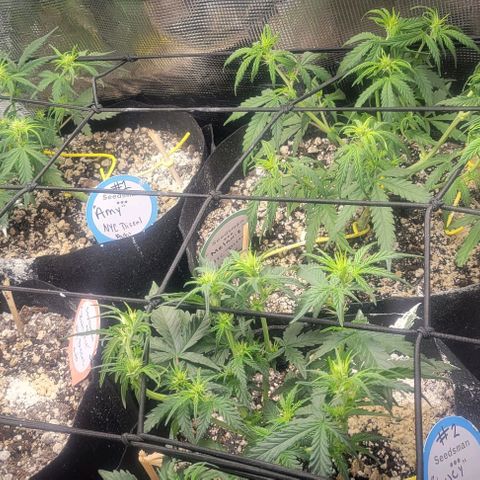 Auto NYC Diesel growlog timeline photo