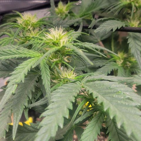 Auto NYC Diesel growlog photo: Amy and her growth