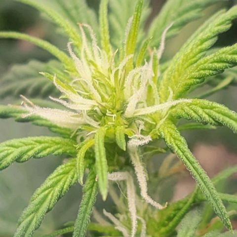Auto NYC Diesel growlog photo: Amy and her growth